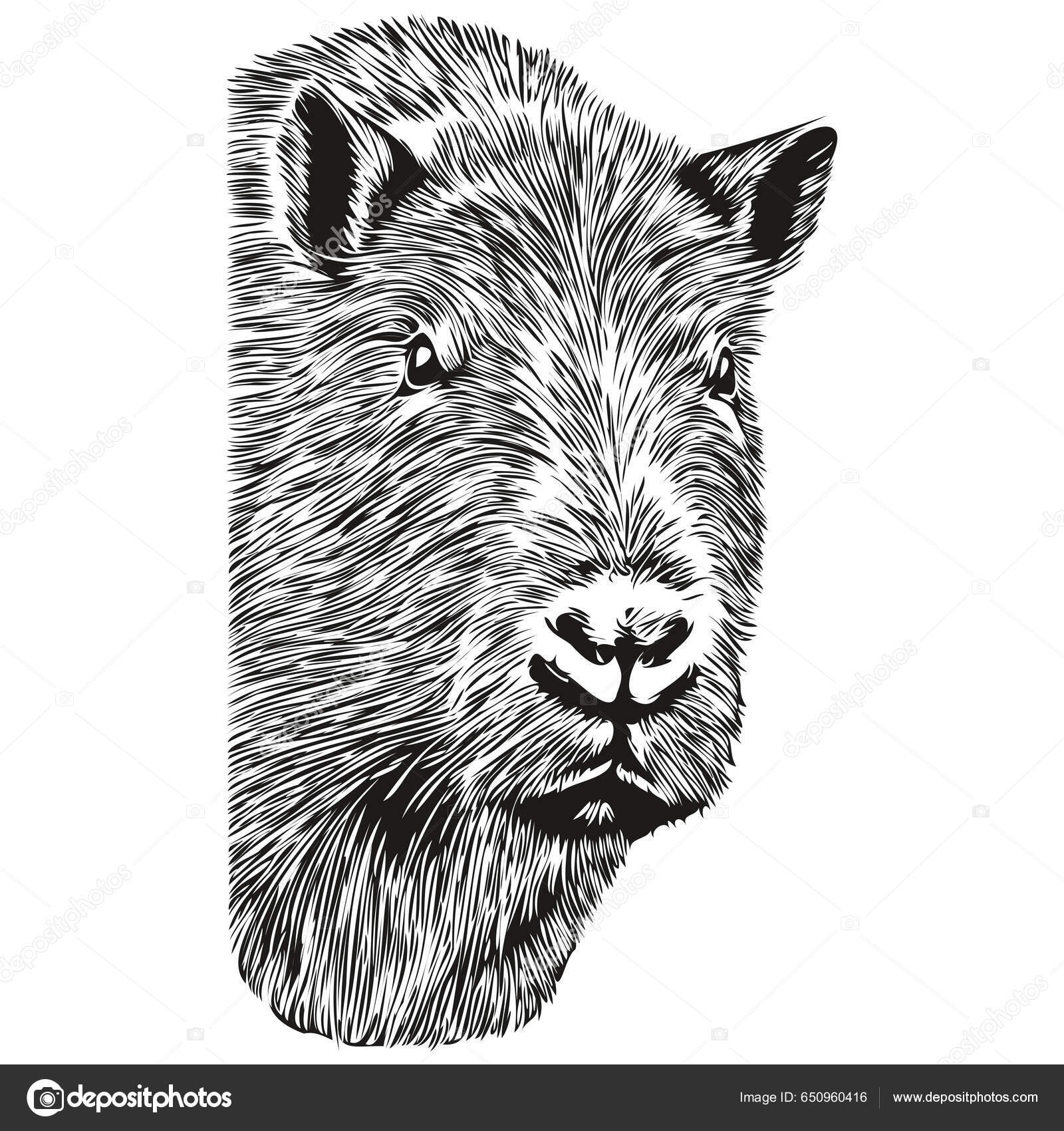 Gravar Capivara Ilustração Vintage Mão Desenho Estilo Capivara