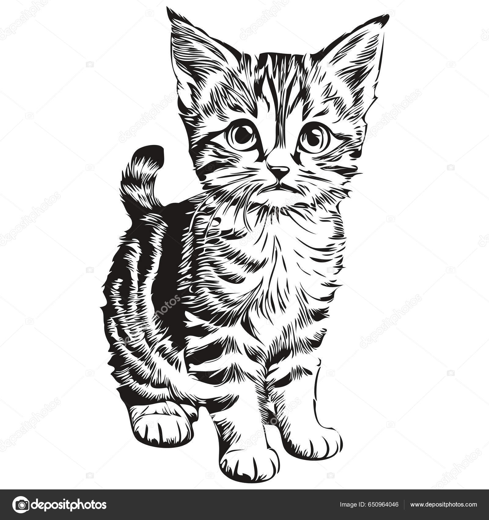 Black White Linear Paint Draw Cat Vector Illustration Kitte Stock