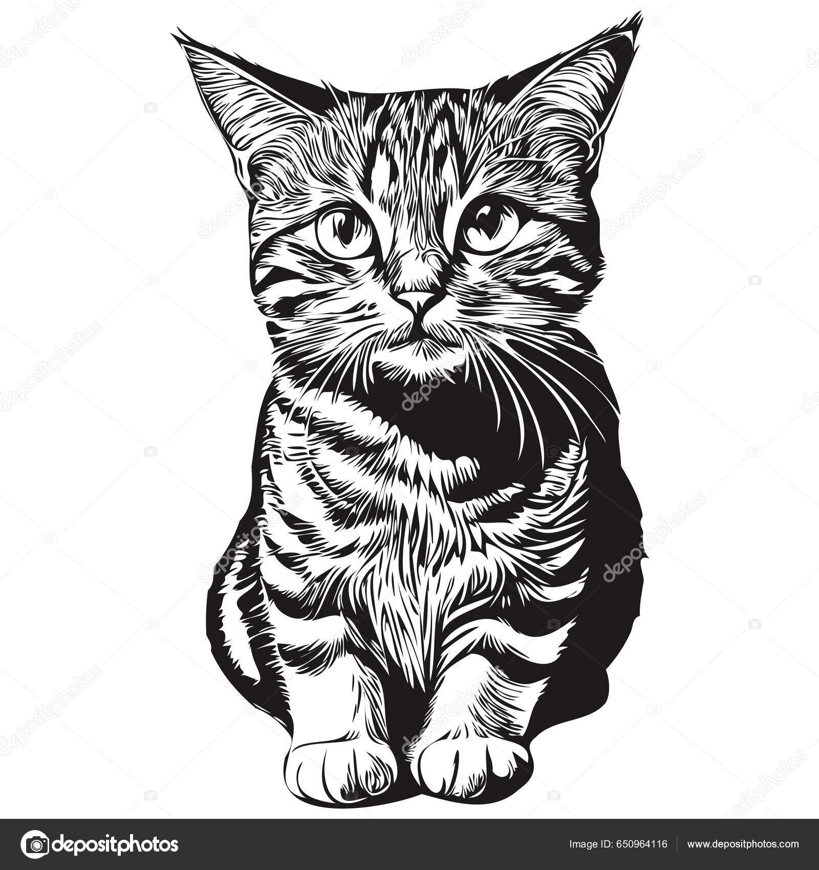 Cabeça de gato bonito realista desenho a preto e branco à mão