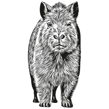 Klasik el çizimi stili Capybara illüstrasyonunda gravür