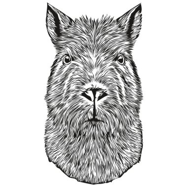 Klasik el çizimi stili Capybara illüstrasyonunda gravür