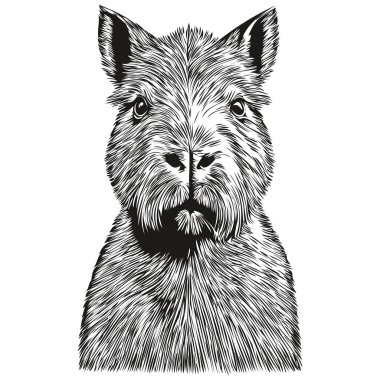 Klasik el çizimi stili Capybara illüstrasyonunda gravür