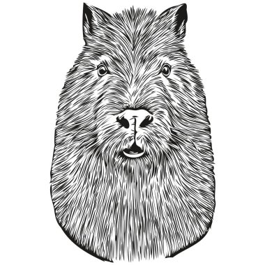 Klasik el çizimi stili Capybara illüstrasyonunda gravür