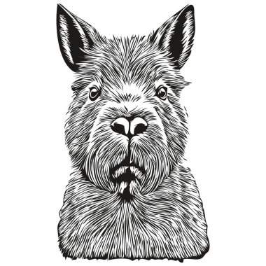 Gerçekçi Capybara vektörü, el çizimi hayvan çizimi Capybara