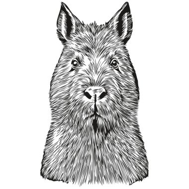 Gerçekçi Capybara vektörü, el çizimi hayvan çizimi Capybara