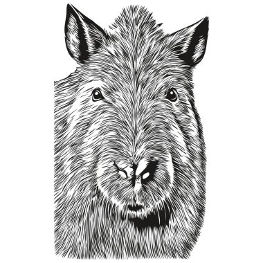 Siyah ve beyaz doğrusal boya Capybara vektör illüstrasyon capybara