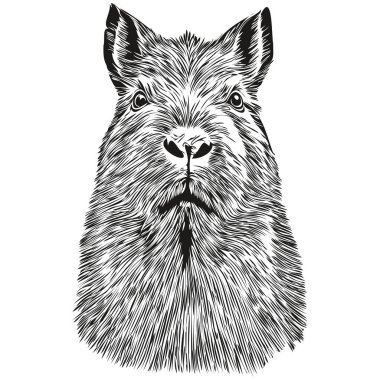 Capybara logosu, siyah beyaz resimli el Capybara çizimi