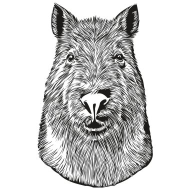 Capybara yarım yamalak, beyaz arka planda bir Capybara 'nın grafik portresi, Capybara