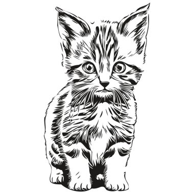 Gerçekçi kedi vektörü, el çizimi hayvan resimli kedi.