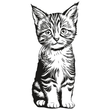 Gerçekçi kedi vektörü, el çizimi hayvan resimli kedi.