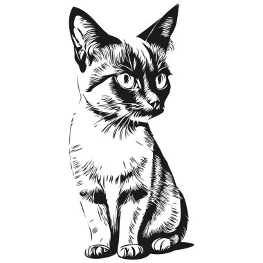 Beyaz arkaplandaki bir kedinin silüetinin vektör görüntüsü, Kitte