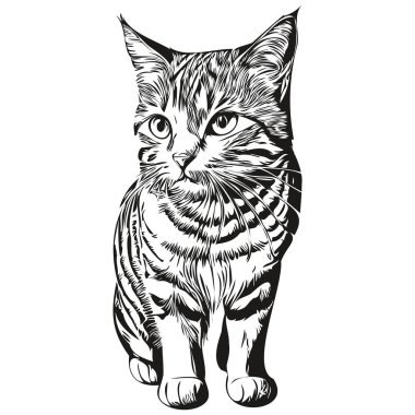 Kedi logosu, siyah beyaz çizim el kedi resmi