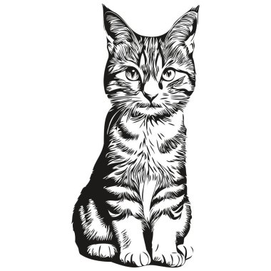 Kedi eskizi, vahşi yaşamın el çizimi, klasik oyma tarzı, vektör illüstrasyon kedisi.