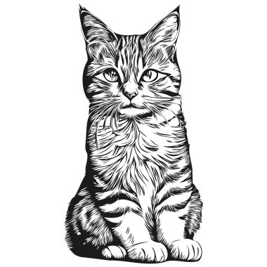 Kedi eskizi, vahşi yaşamın el çizimi, klasik oyma tarzı, vektör illüstrasyon kedisi.