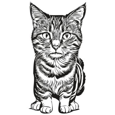 Kedi eskizi, vahşi yaşamın el çizimi, klasik oyma tarzı, vektör illüstrasyon kedisi.