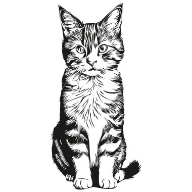 Kedi vektörü çizim çizgisi siyah beyaz kedi yavrusu çiziyor