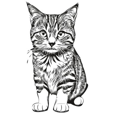 Komik çizgi film Kedi, çizgi çizim çizimi mürekkep taslak kedisi