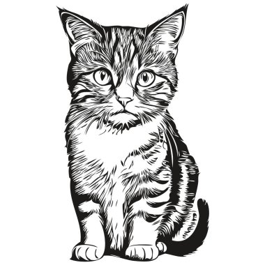 Komik çizgi film Kedi, çizgi çizim çizimi mürekkep taslak kedisi