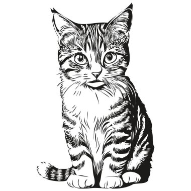 El çizimi çizgi film Kedi, vektör vintage çizim kitte