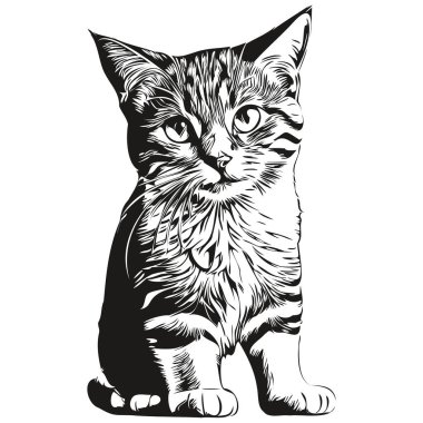 Beyaz arka planda kedi resmi, kedicik.