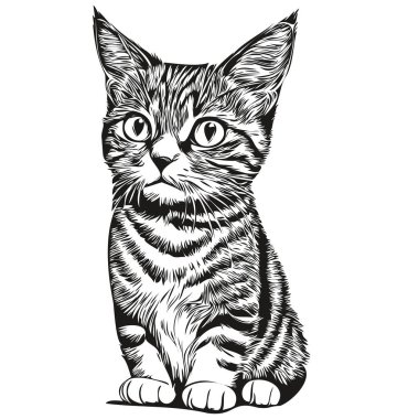 El çizimi çizgi film Kedi, vektör vintage çizim kitte