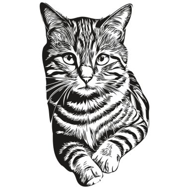 Beyaz arka planda kedi resmi, kedicik.