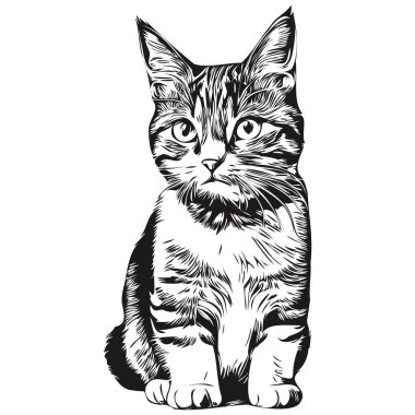 Beyaz arka planda kedi resmi, kedicik.