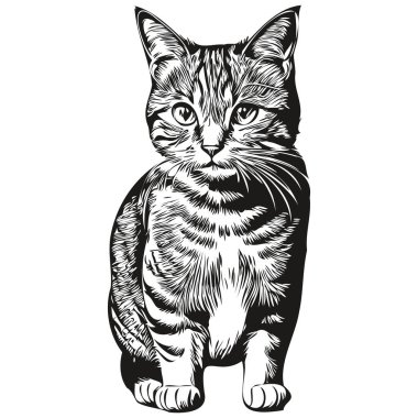 Beyaz arka planda kedi resmi, kedicik.