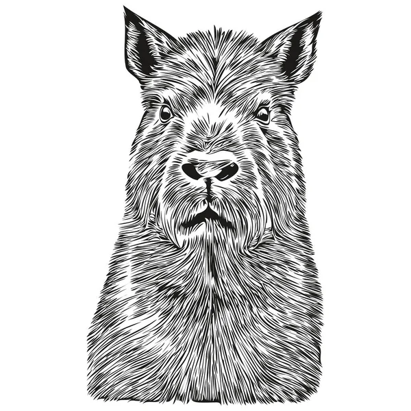 capybara vector sketch 8917850 Vector Art at Vecteezy