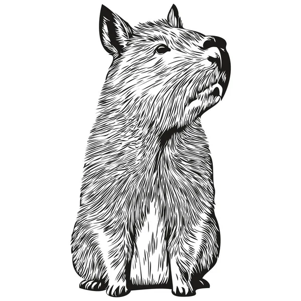 Gravar Capivara Ilustração Vintage Mão Desenho Estilo Capivara