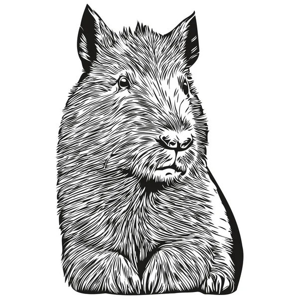 Divertida Caricatura Capybara Ilustración Arte Línea Boceto Tinta Capybara — Archivo Imágenes Vectoriales