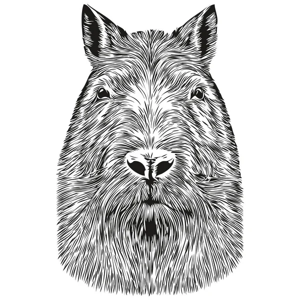 Capivara realista vector ilustração animal desenhada à mão capivaras