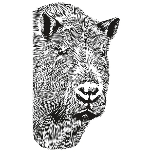 Capybara Hand gezeichnet im Doodle-Stil. süßes: Stock-Vektorgrafik