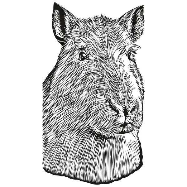 Vetores de Ilustração Do Vetor Do Capibara Isolado No Fundo Branco e mais  imagens de Capivara - iStock