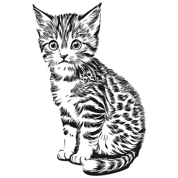 Реалистичный Вектор Кошки Нарисованная Вручную Иллюстрация Животного Kitte — стоковый вектор