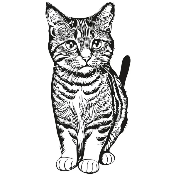 Animals Animal Cat Puss Pussy Kitty Line Drawn Pattern Vector