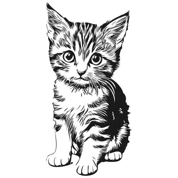 Винтажная Гравировка Изолированная Кошачья Иллюстрация Вырезанный Чернильный Эскиз Кит — стоковый вектор