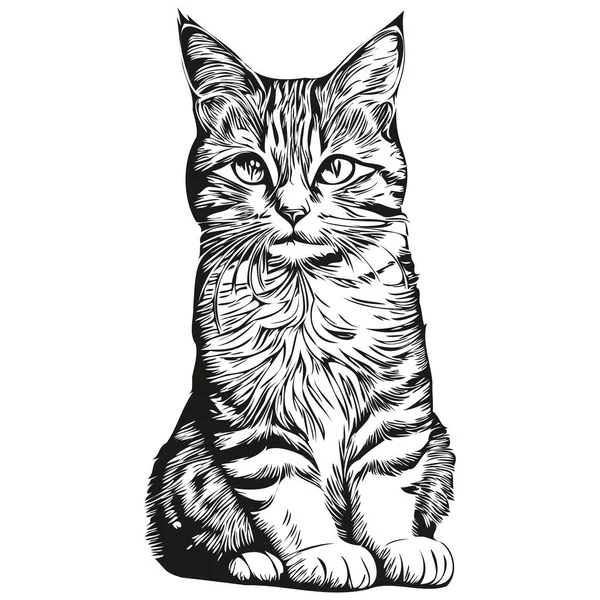 Desenho Gato Desenho Manual Vida Selvagem Estilo Gravura Vintage Vetor —  Vetores de Stock