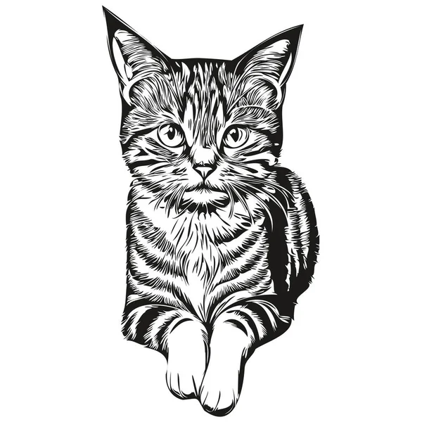 Kedi eskizi, vahşi yaşamın el çizimi, klasik oyma tarzı, vektör illüstrasyon kedisi.