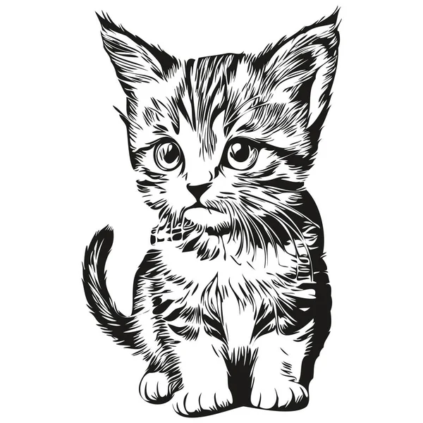 Kedi çizimleri, şeffaf arkaplan çizimleri, el çizimi resim kedisi.
