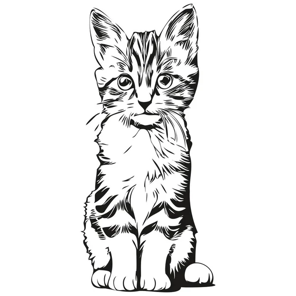 stock vector Cat sketchy, graphic portrait of a Cat on a white background, kitte