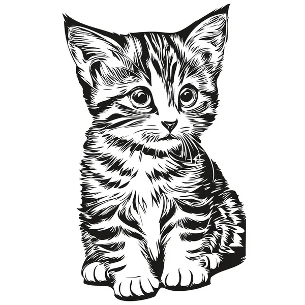 Beyaz arka planda kedi resmi, kedicik.