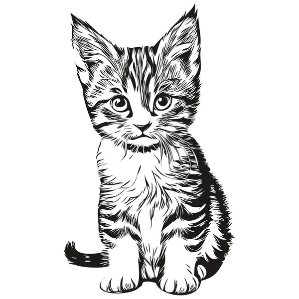 Кошачья Векторная Иллюстрация Рисунок Черно Белый Кит — стоковый вектор