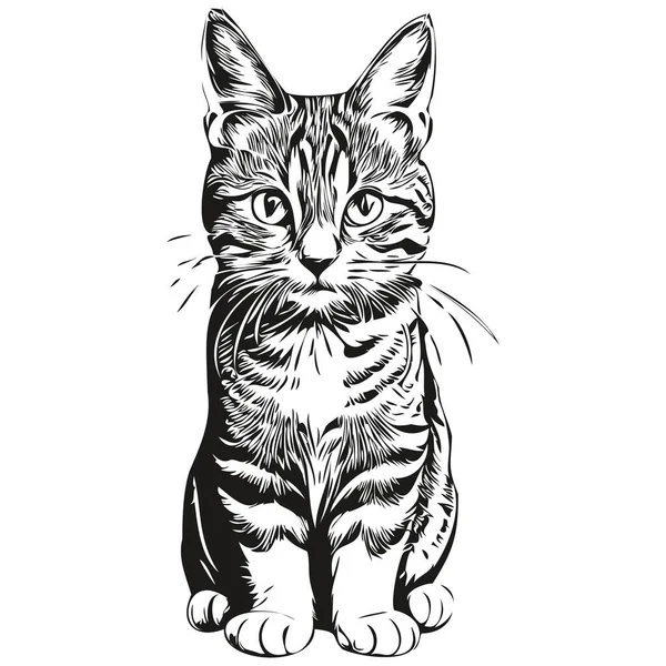 Симпатичный Кот Белом Фоне Ручной Рисунок Иллюстрации Кит — стоковый вектор