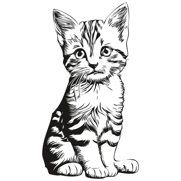 Sevimli el çizimi Kedi, vektör çizimi siyah beyaz kedi