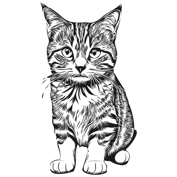 面白い漫画猫 ラインアートイラストインクスケッチキット — ストックベクタ