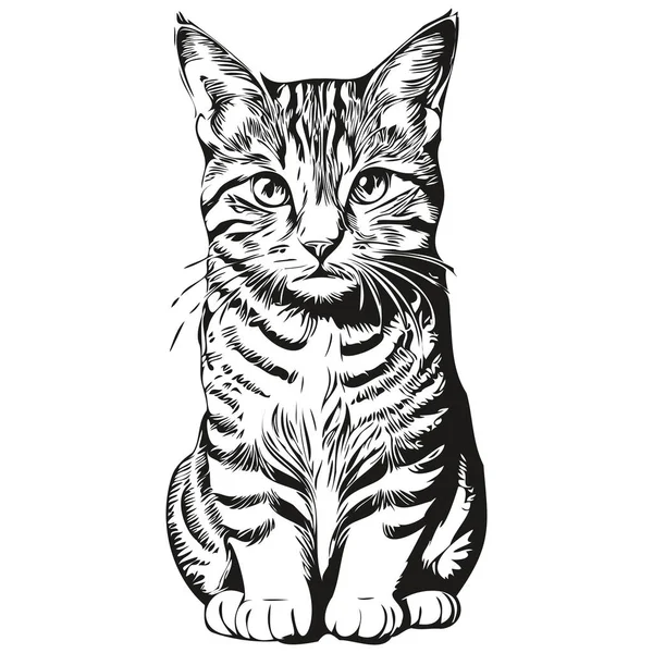 Komik çizgi film Kedi, çizgi çizim çizimi mürekkep taslak kedisi