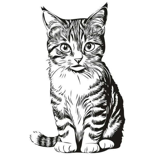 Ручной Рисунок Кот Векторная Винтажная Иллюстрация Китт — стоковый вектор