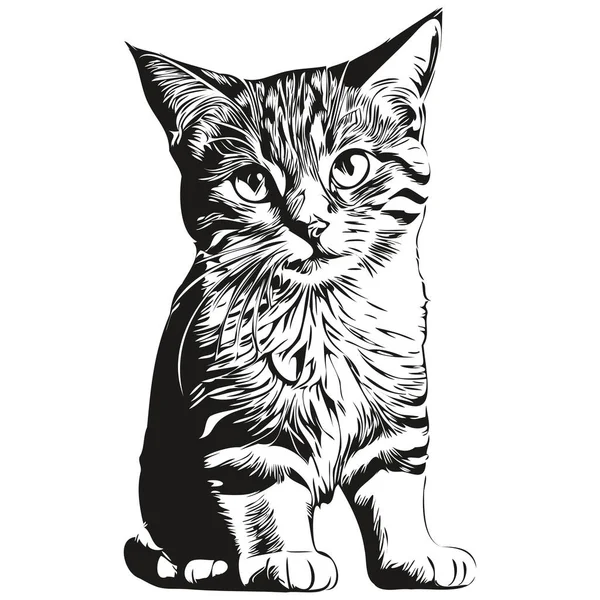Китт Нарисованная Руки Кошка Белом Фоне — стоковый вектор
