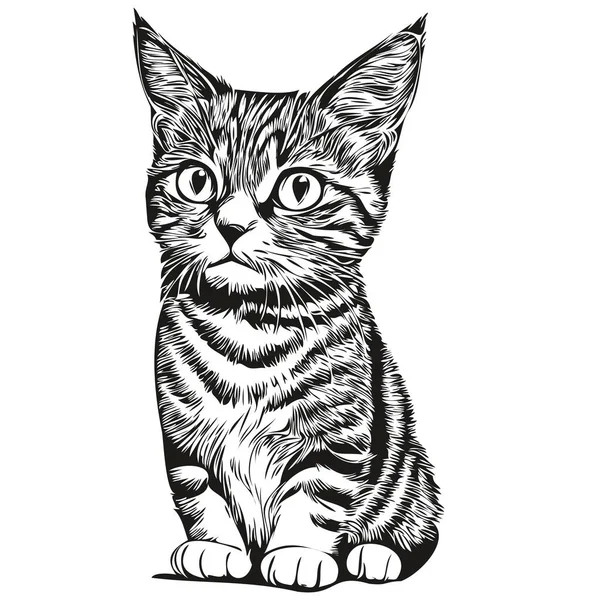 Ручной Рисунок Кот Векторная Винтажная Иллюстрация Китт — стоковый вектор
